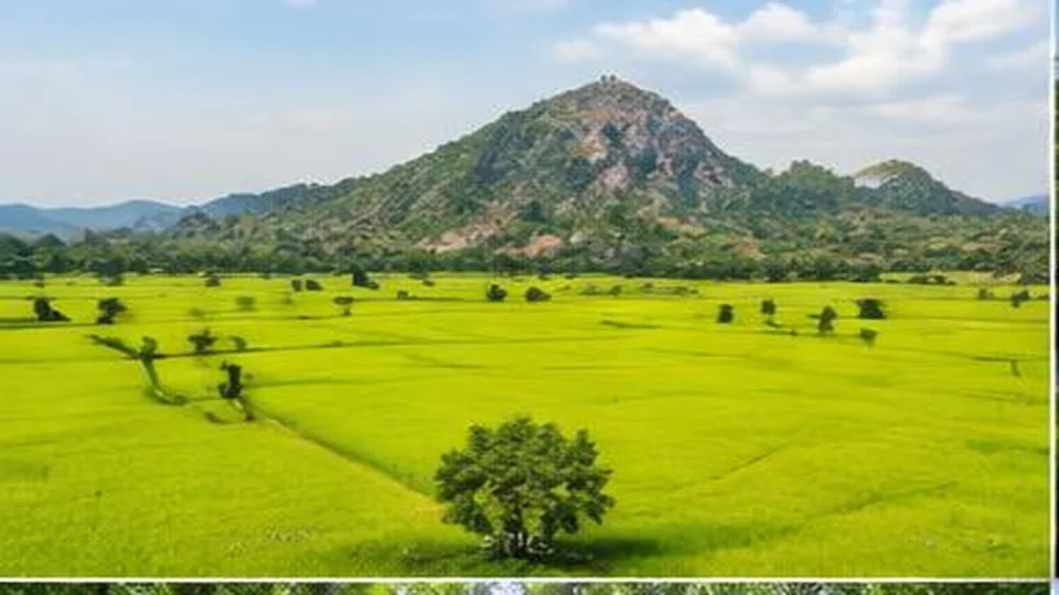 Ảnh đại diện Cánh đồng Tà Pạ, An Giang