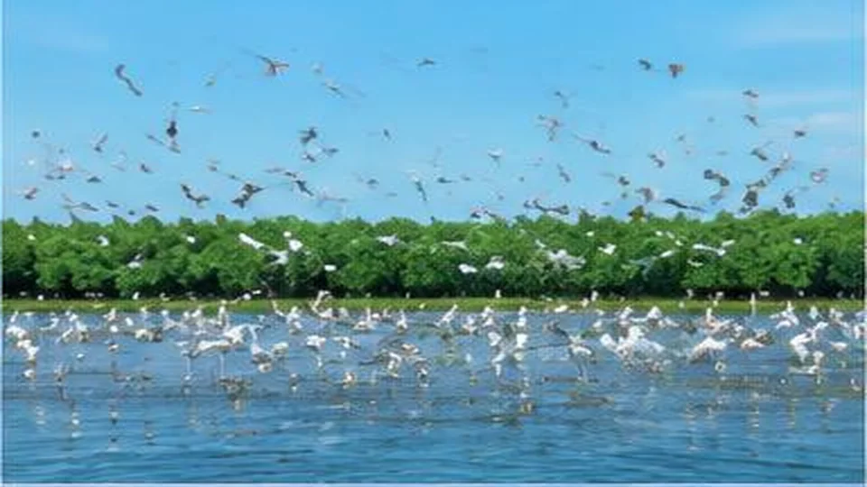 Ảnh đại diện Sân chim Ngọc Hiển, Cà Mau