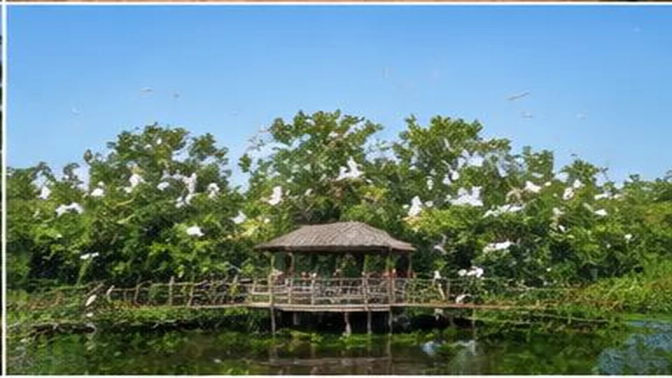Ảnh đại diện Vườn cò Bằng Lăng, Cần Thơ