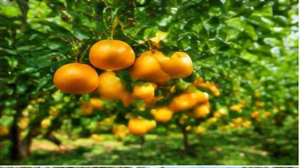Ảnh đại diện Vườn quýt hồng Lai Vung, Đồng Tháp