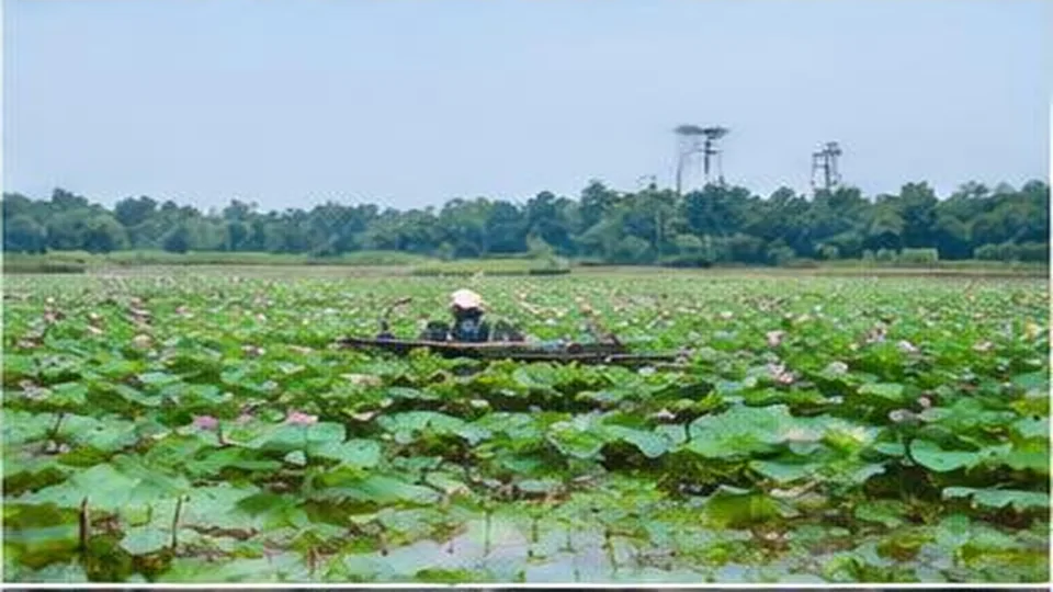 Ảnh đại diện Rừng tràm Gáo Giồng, Đồng Tháp