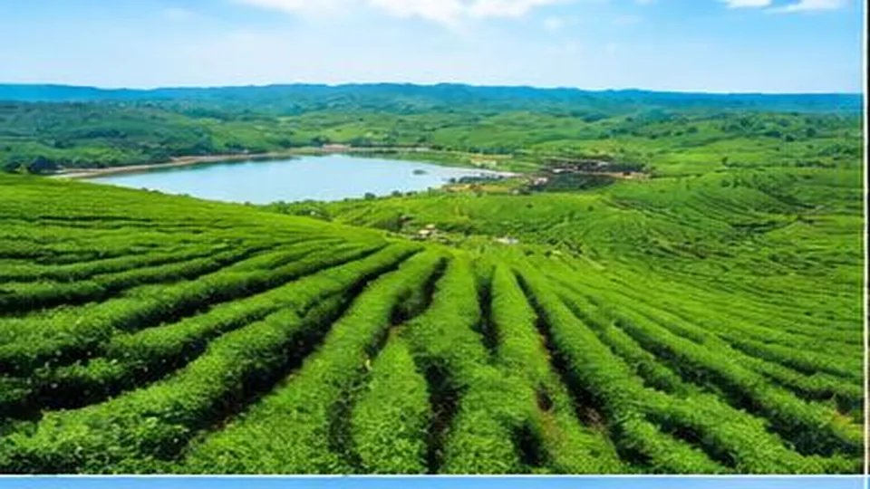 Ảnh đại diện Đồi chè Bàu Cạn, Gia Lai