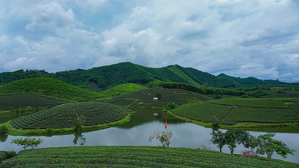 Ảnh đại diện Đảo chè Thanh Chương, Nghệ An