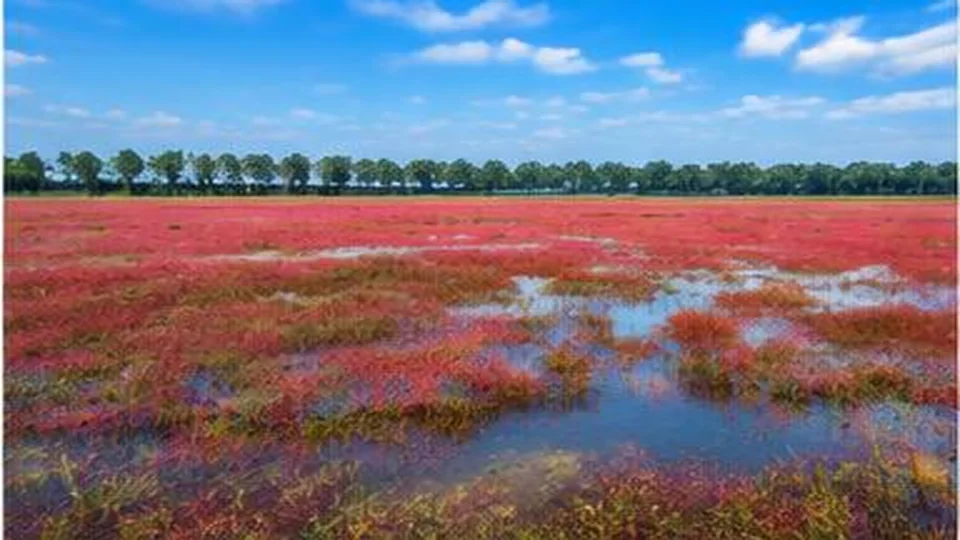 Ảnh đại diện Bàu Cỏ Đỏ, Tây Ninh