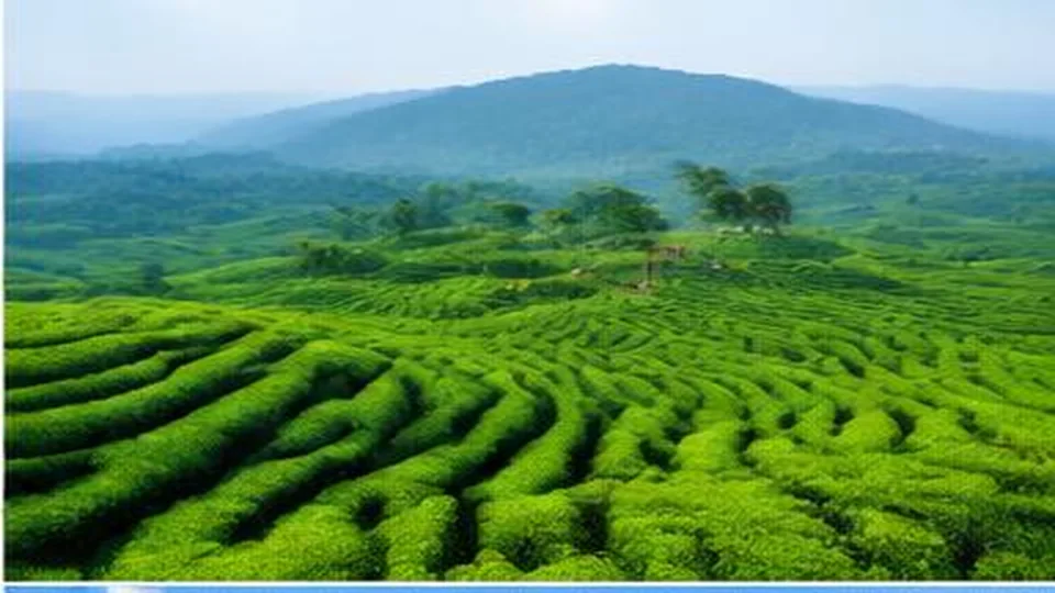 Ảnh đại diện Đồi chè Tân Cương, Thái Nguyên