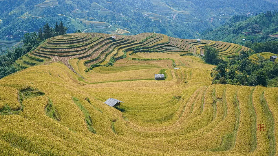 Ảnh đại diện Ruộng bậc thang Hoàng Su Phì, Tuyên Quang